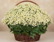 Цветочная композиция из Ромашки в корзине #REPLACE_PRED# Бурмакино